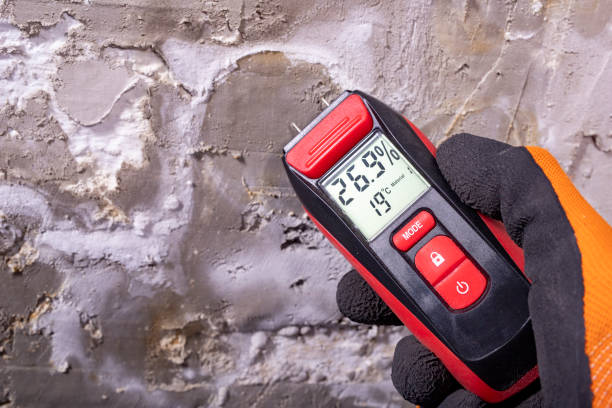 Professional Mold Removal in Clyde Hill, WA