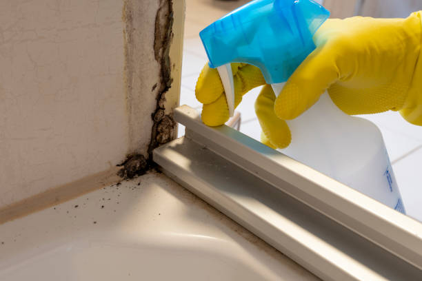 Best Crawl Space Mold Removal  in Clyde Hill, WA