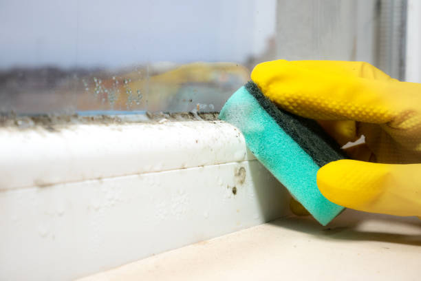 Best Residential Mold Removal  in Clyde Hill, WA