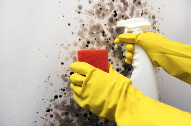 Best Office Mold Removal Services  in Clyde Hill, WA
